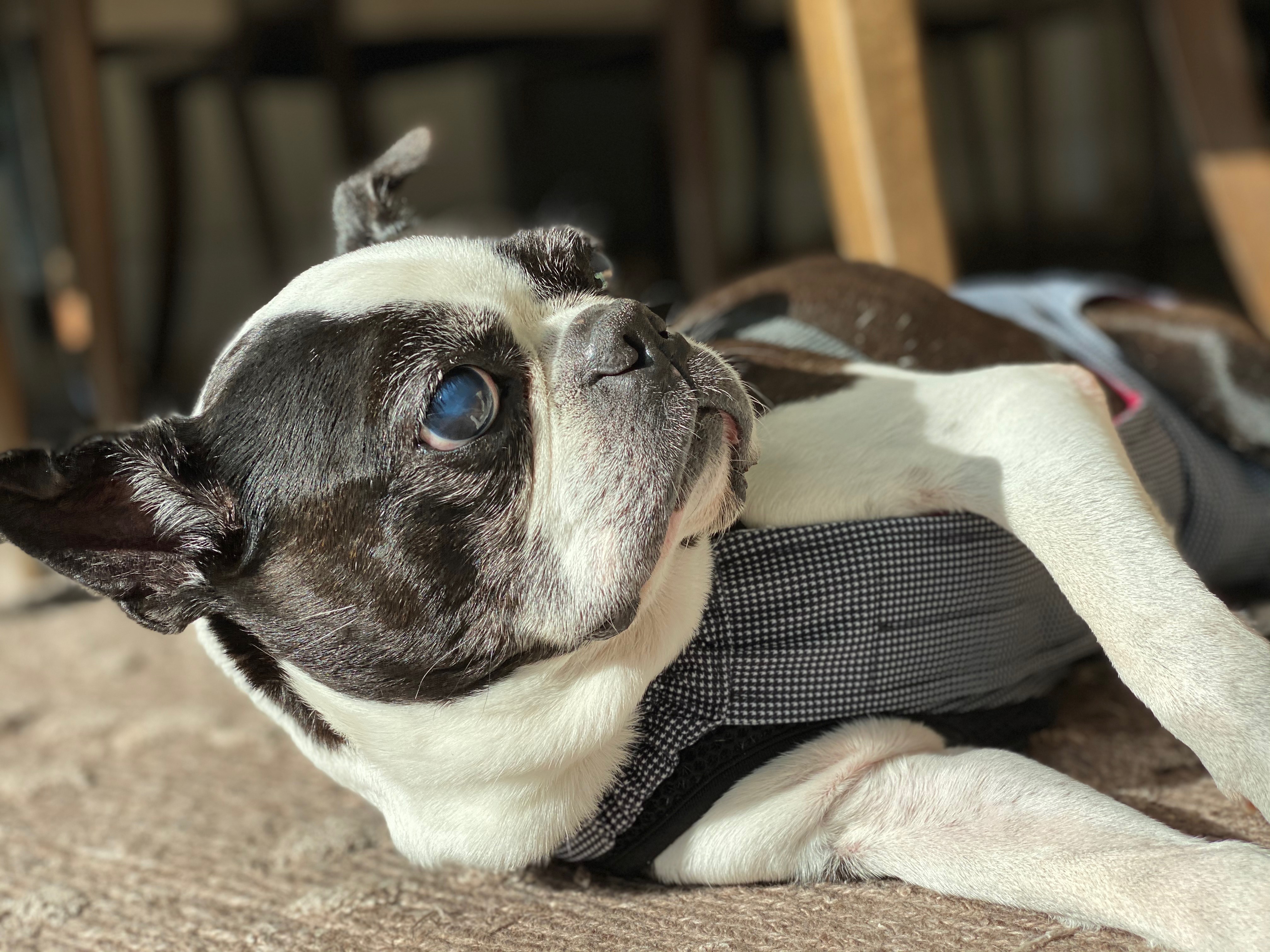 A boston terrier in profile, looking dramatically into the upper right corner of the frame.