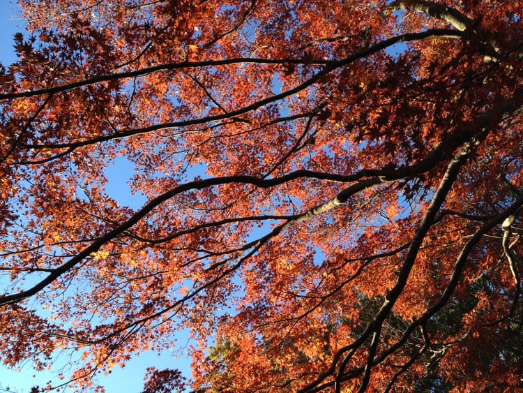 what if I gave writing a chance?