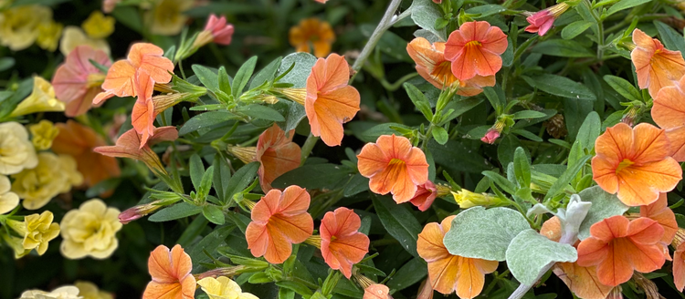 the math if we're mathing